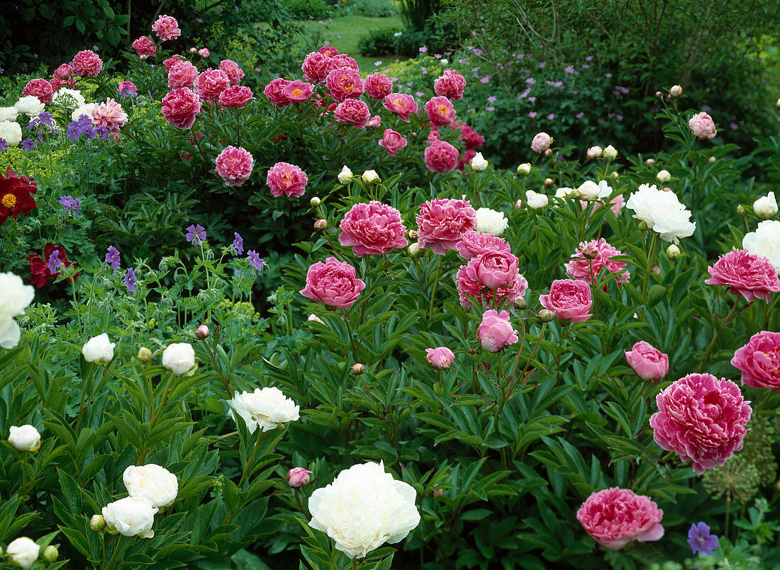 Paeonia lactiflora hybrid 'Dr. Alexander Fleming '(peony)