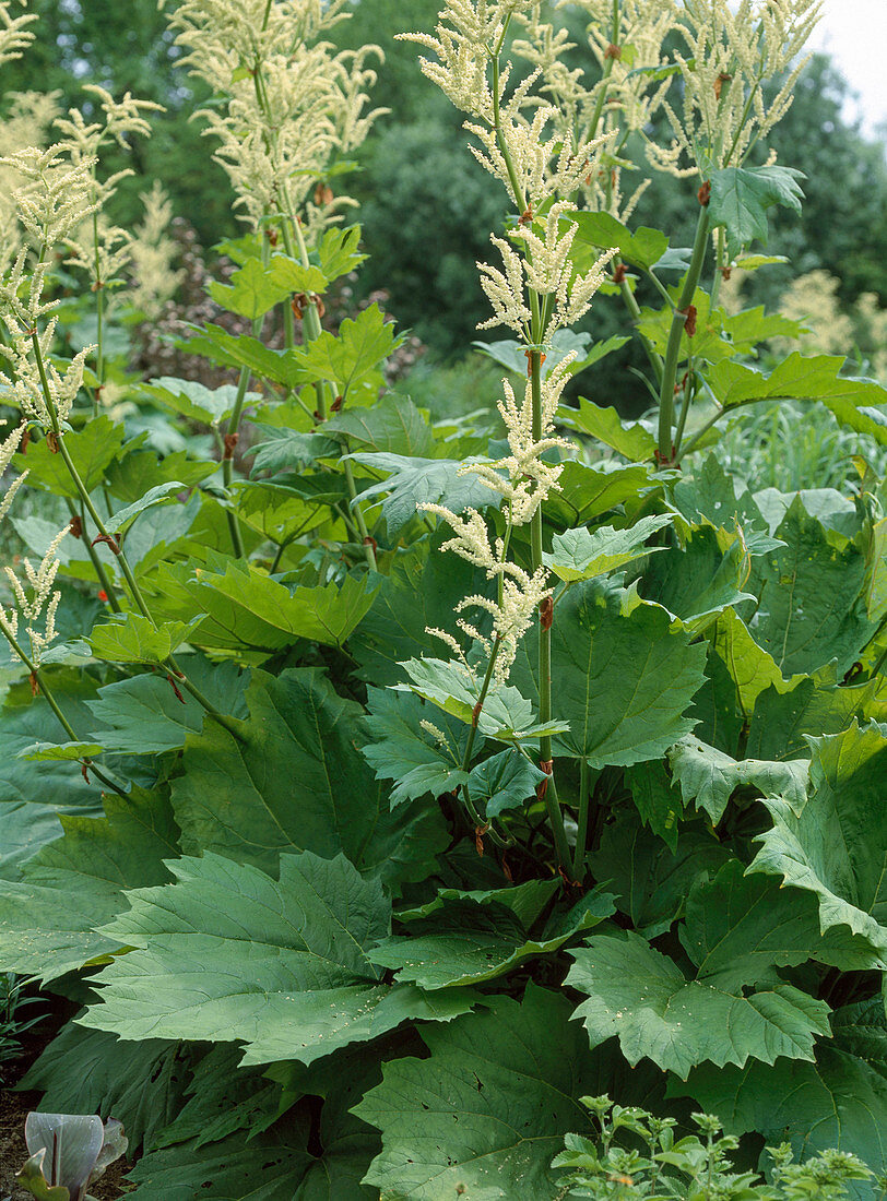 Rheum palmatum (Zier-Rhabarber)