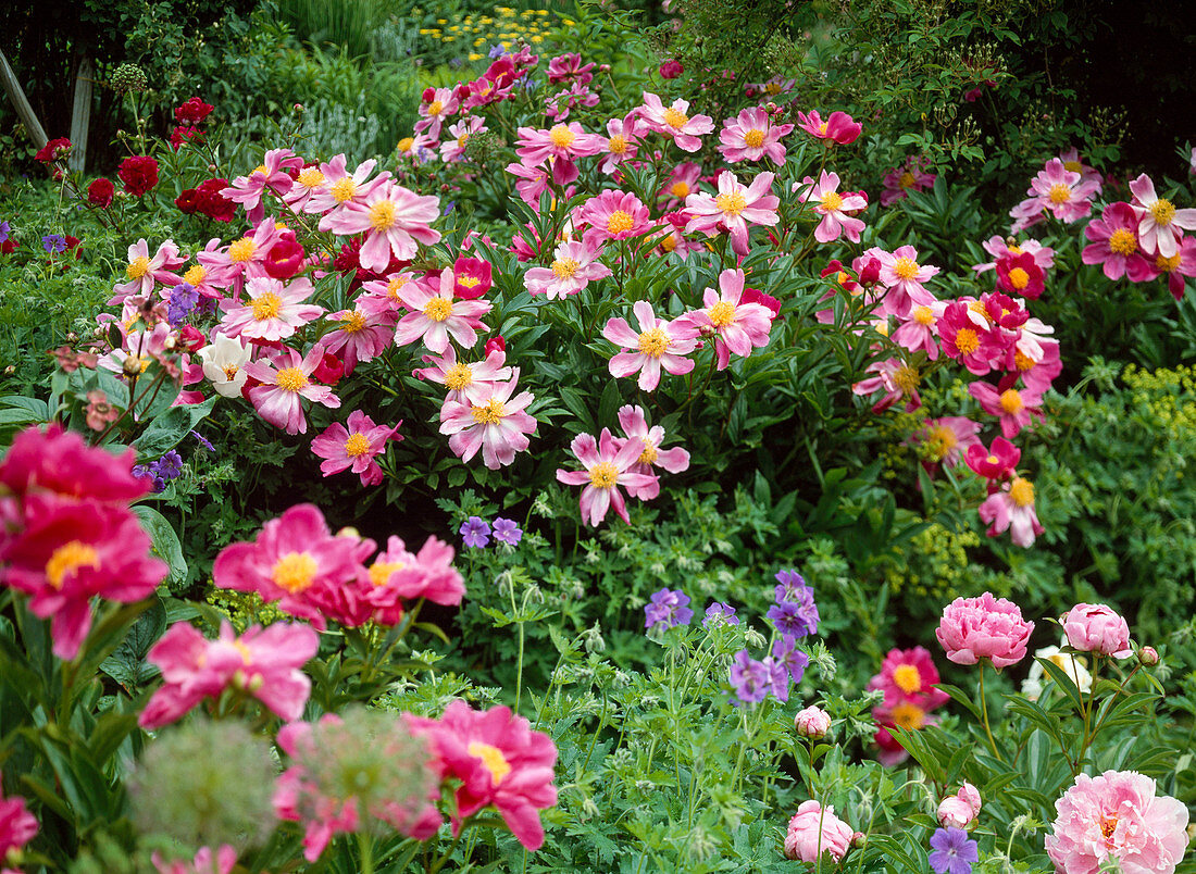 Paeonia lactiflora Hybr. 'Tamate-Bolen' (Peony)