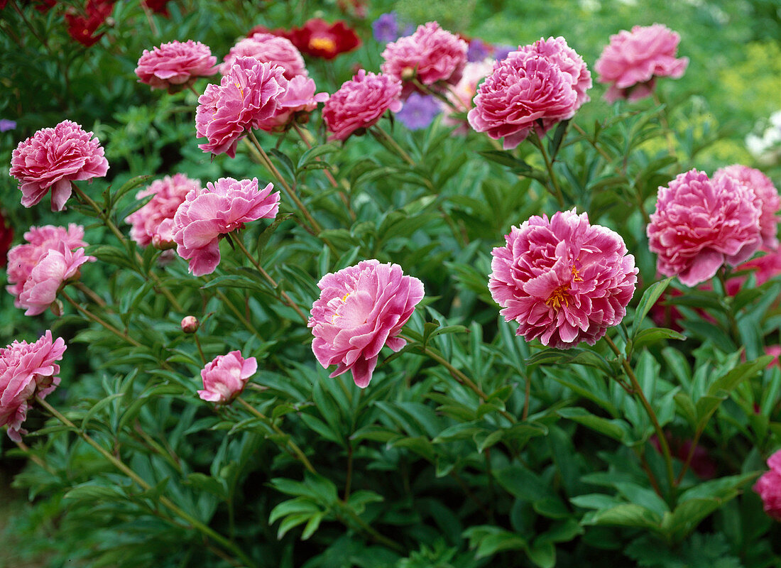 Paeonia lactiflora hybr. (peony)