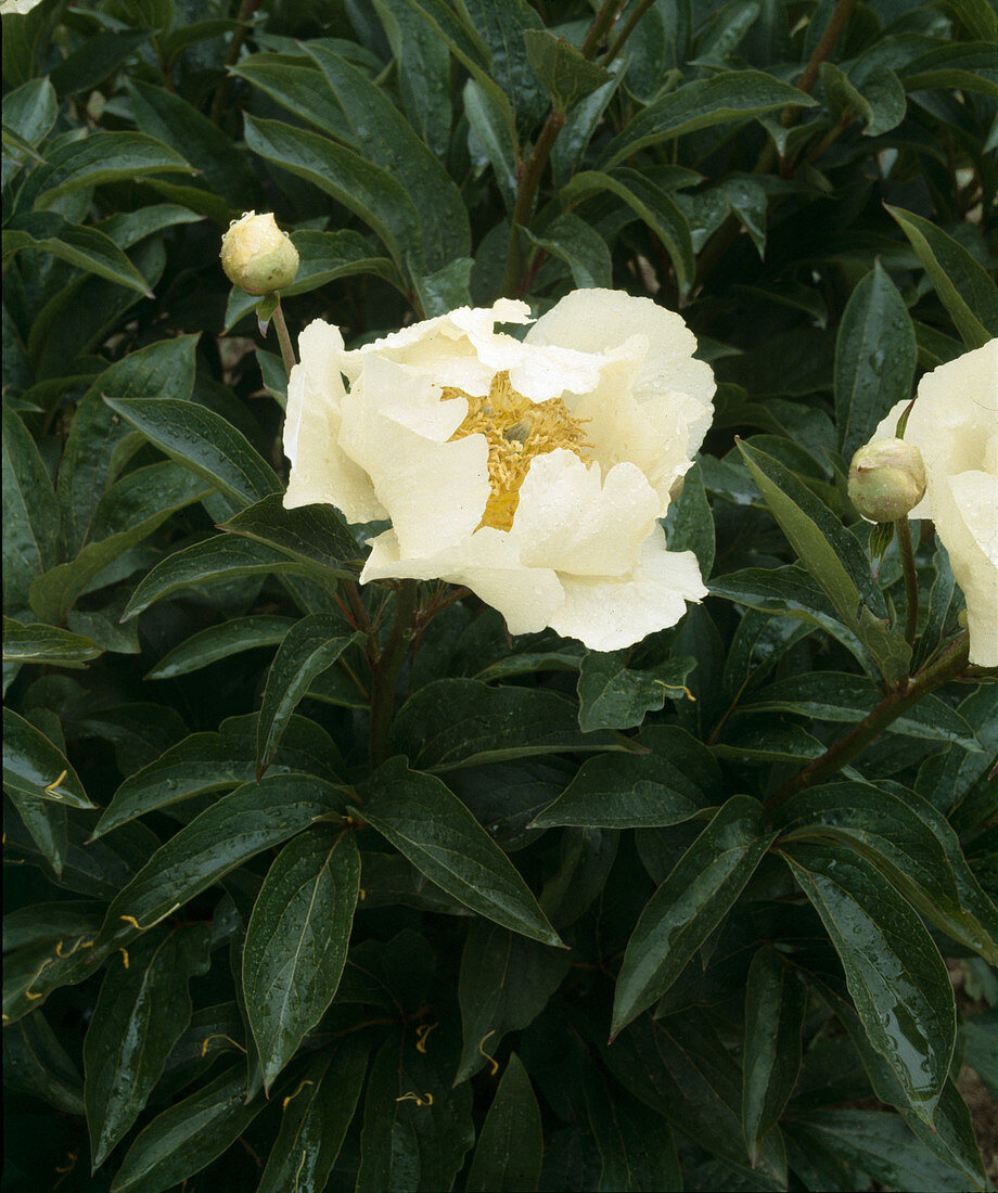 Paeonia lactiflora 'Claire de Lune' (Peony)