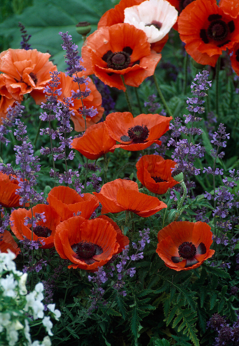 Papaver orientalis