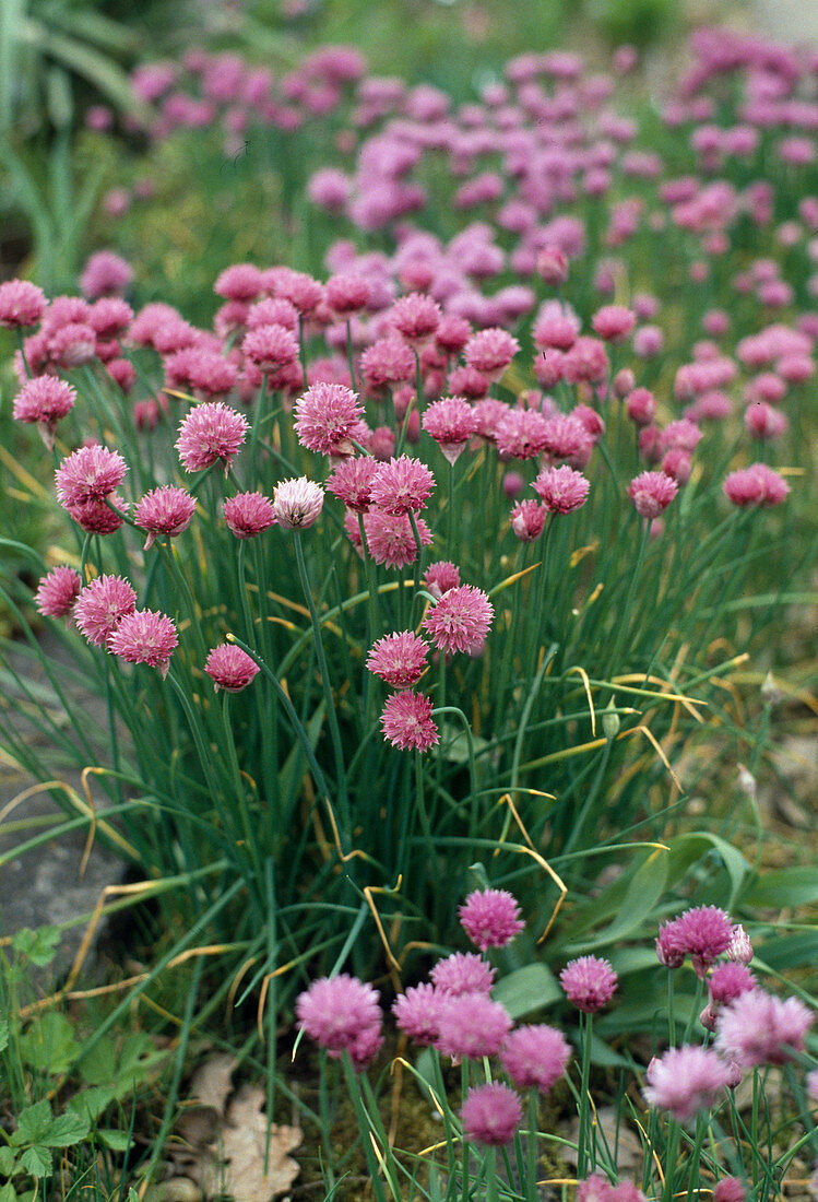 Allium schoenoprasum 'Forescate'