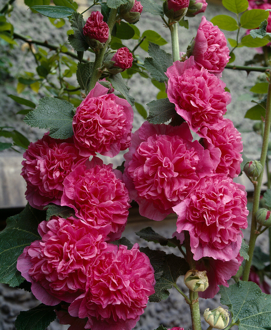 Althaea rosea 'Pleniflora' Rosa