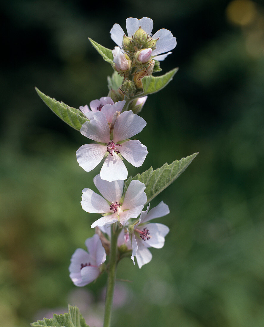 Althaea officinalis