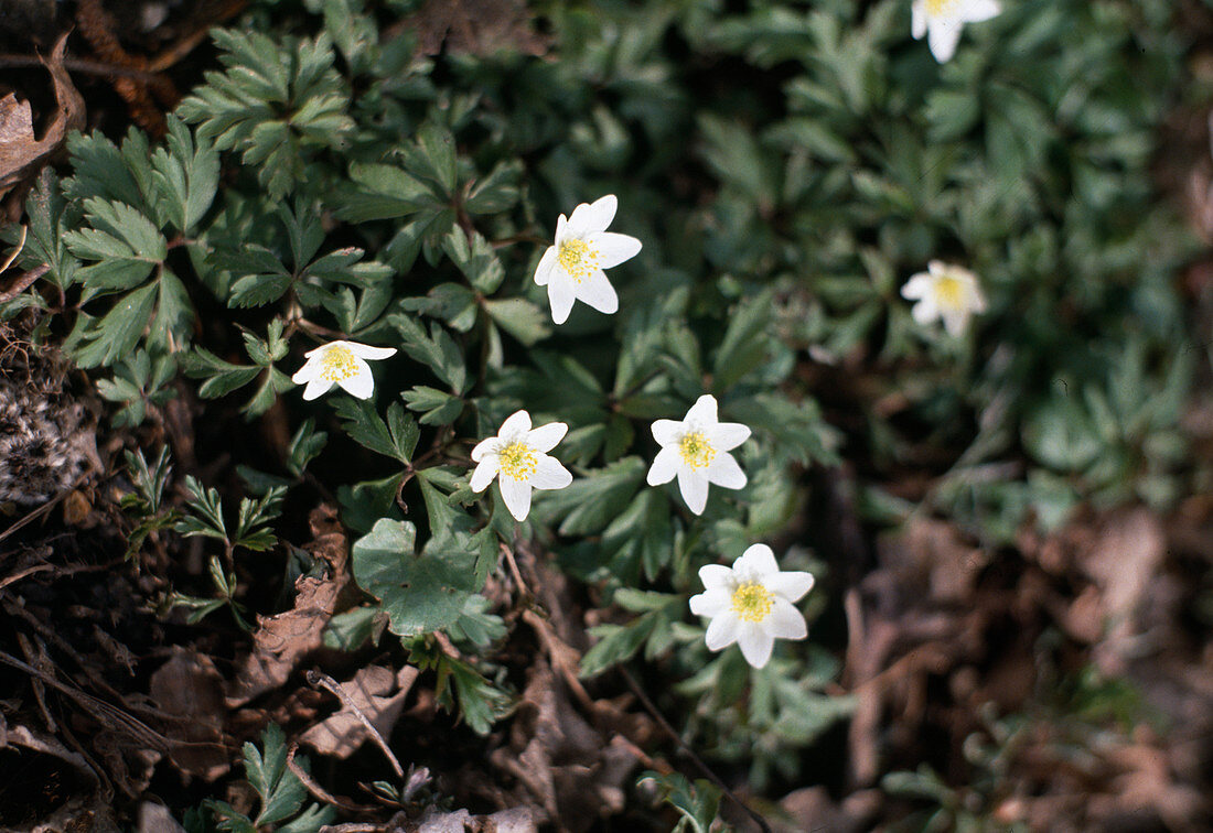 Anemone nemorosa