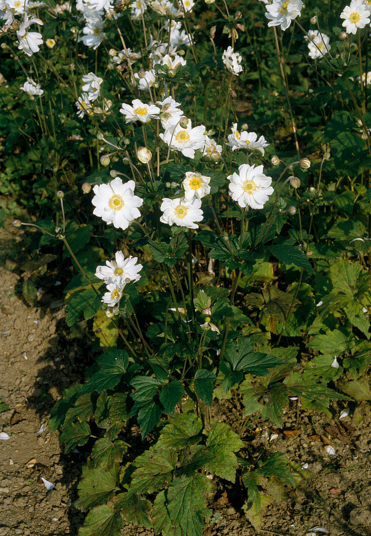 Anemone japonica