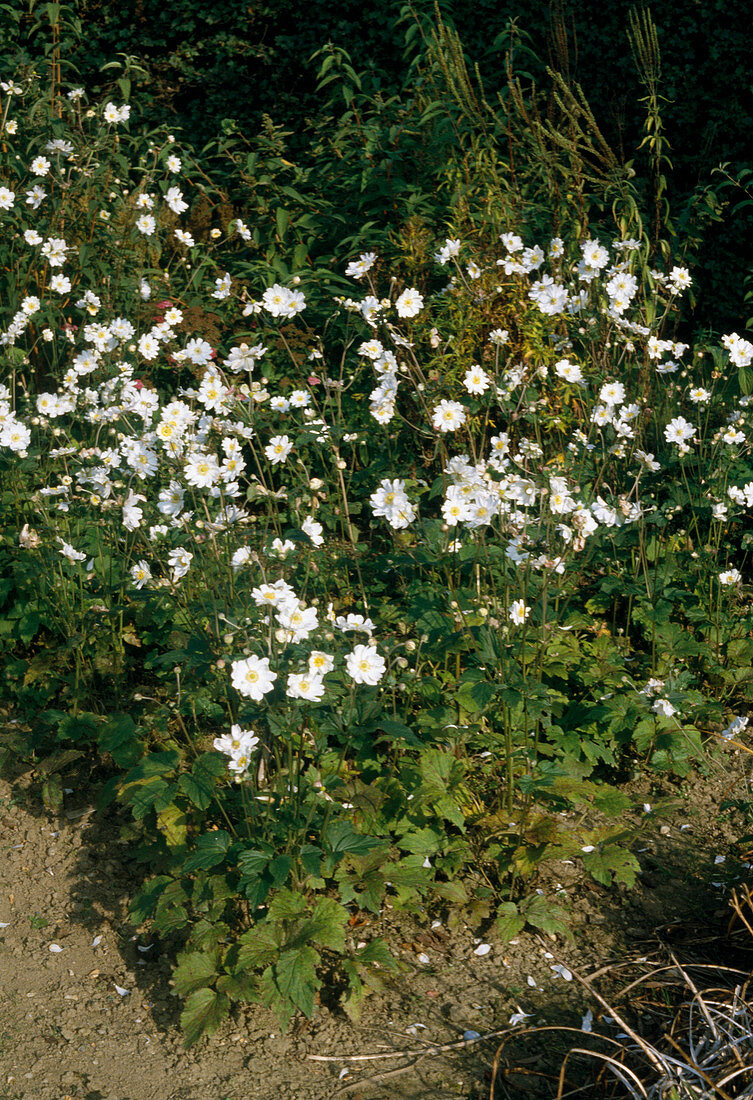 Anemone japonica 'Honorine Jobert'