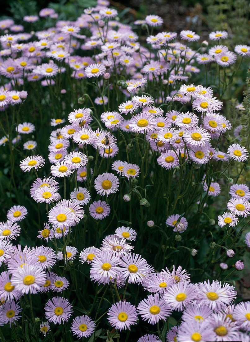 Erigeron 'Prosperity' (Feinstrahlaster)