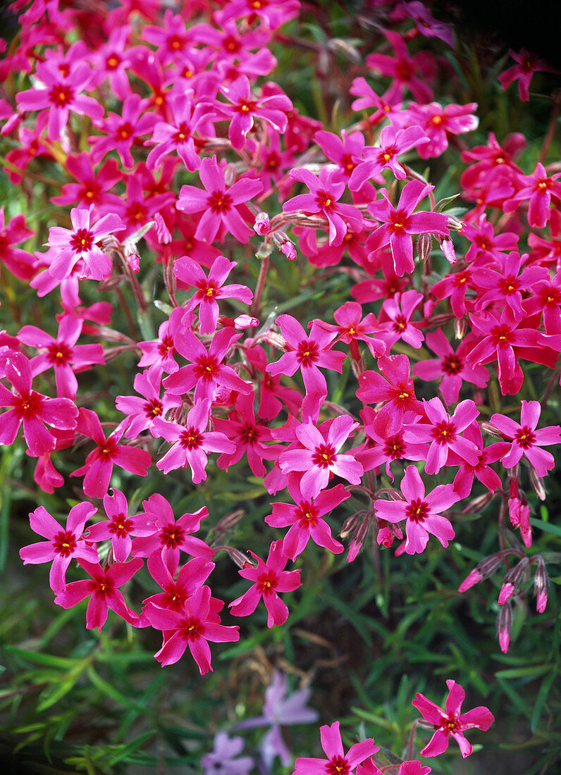 Phlox subulata 'Temiscaming'