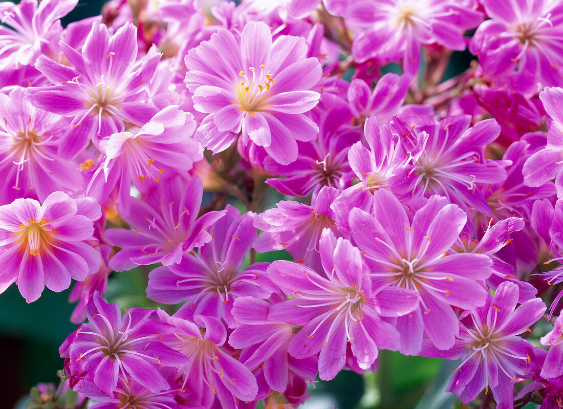 Lewisia cotyledon (bitterroot)