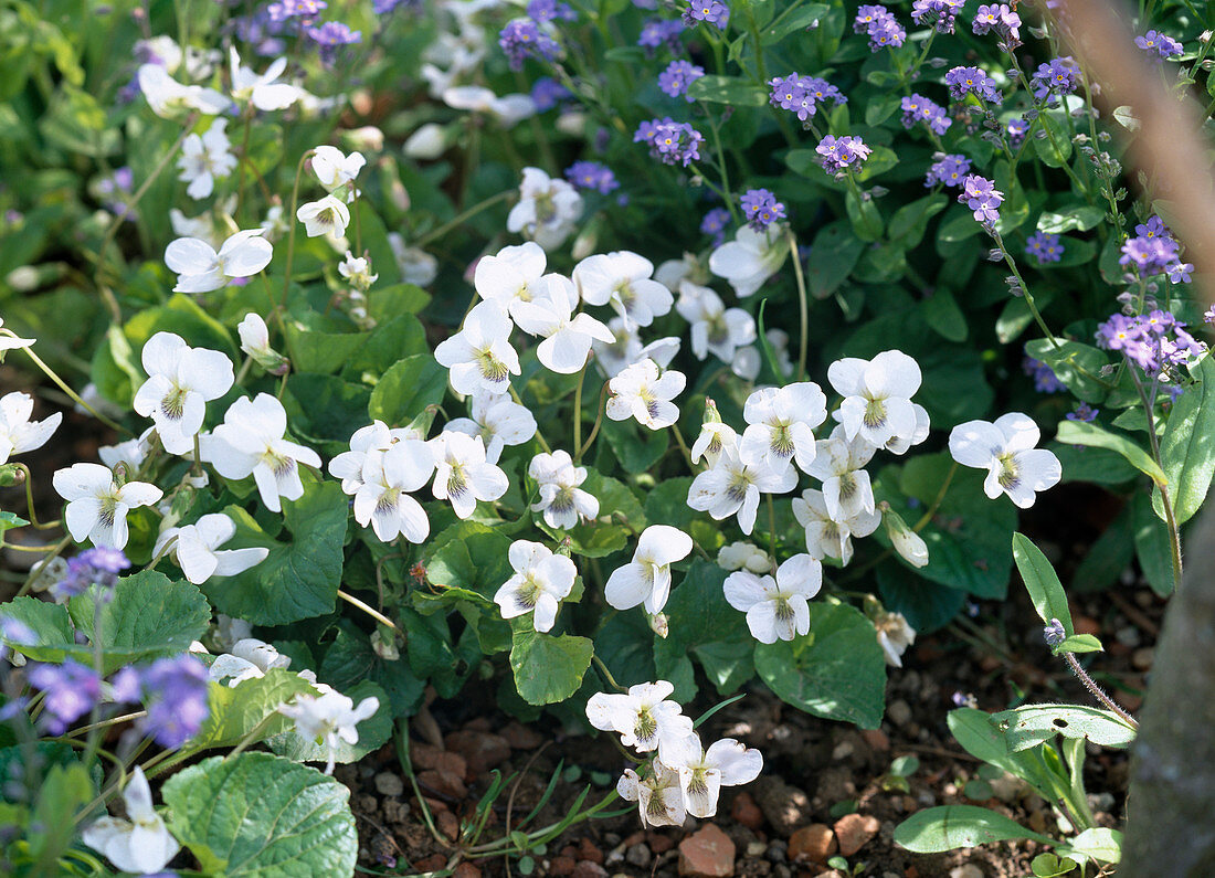 Viola sororia 'Immaculata' (weißes Pfingstveilchen)