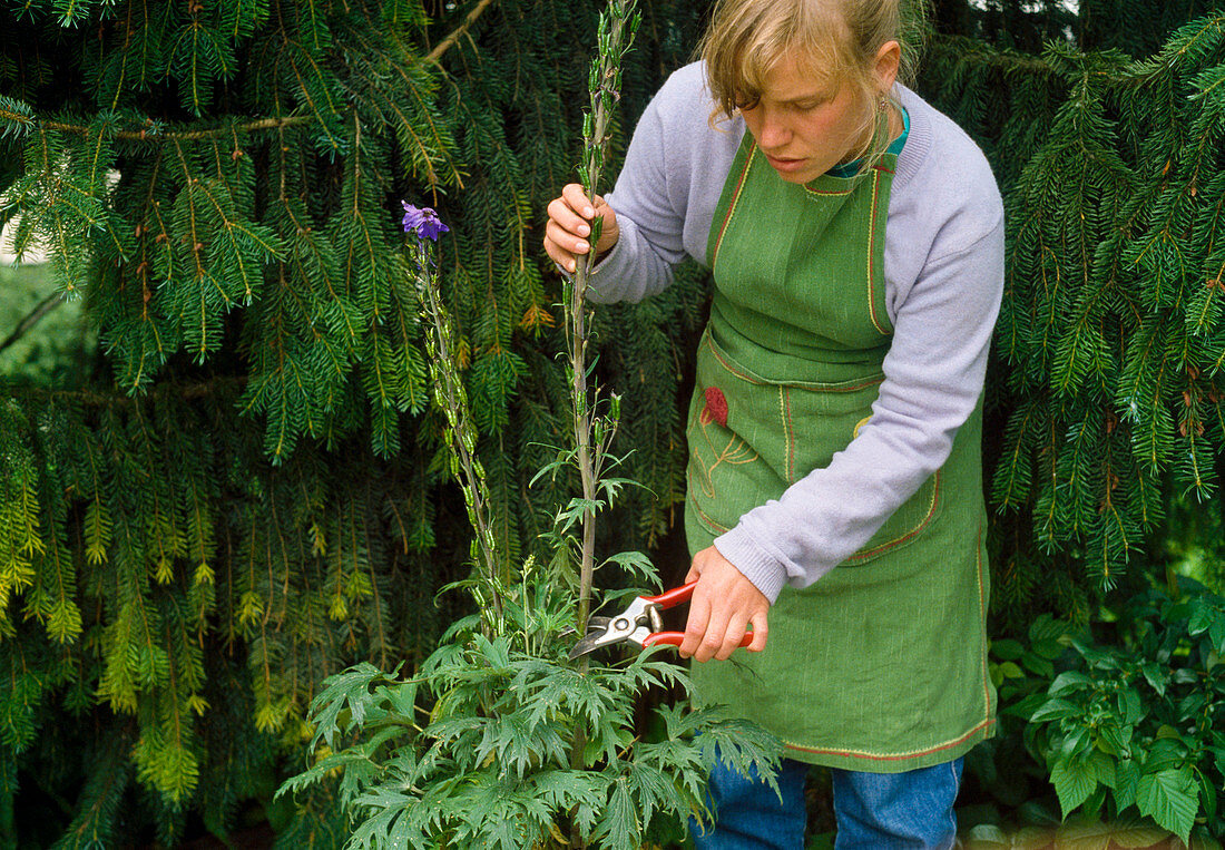 Rückschnitt von Delphinium