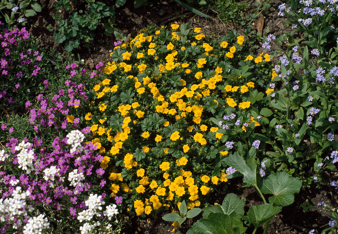 Potentilla Verna, Aubrieta