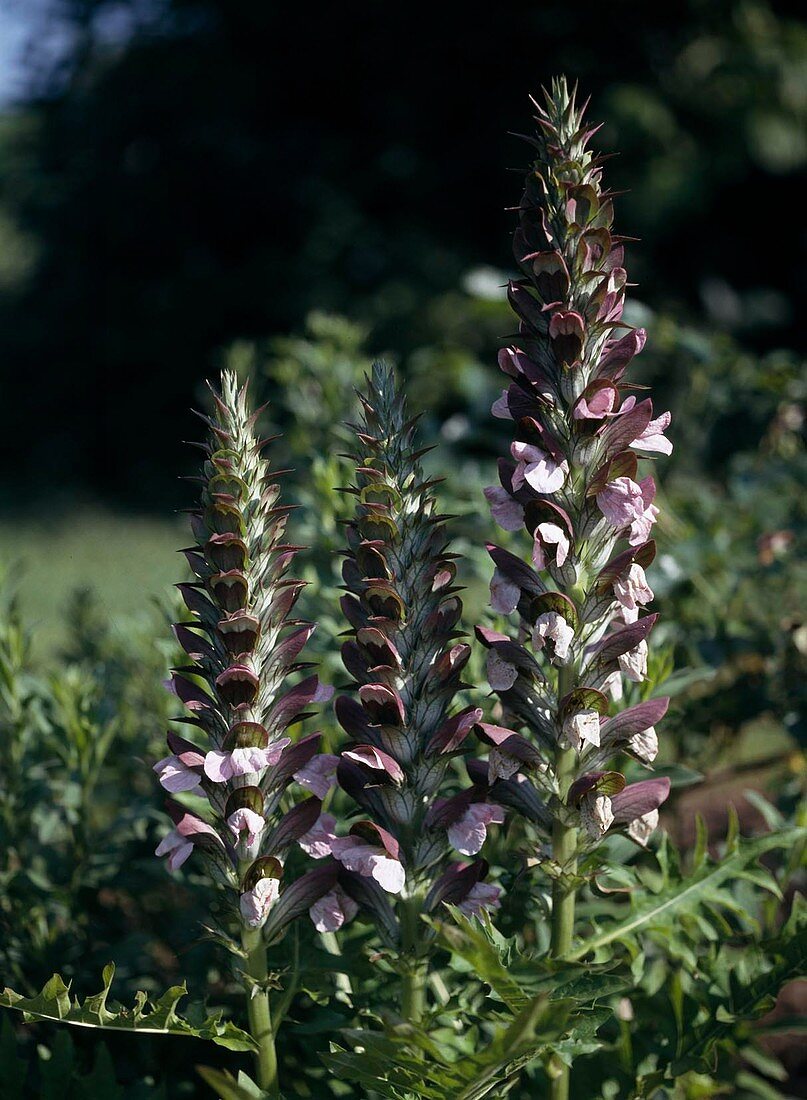 Acanthus spinosus