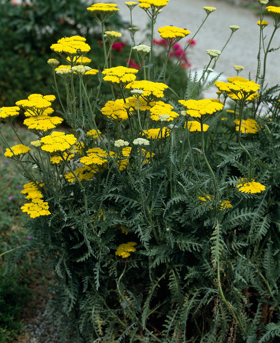 Achillea filipendulina