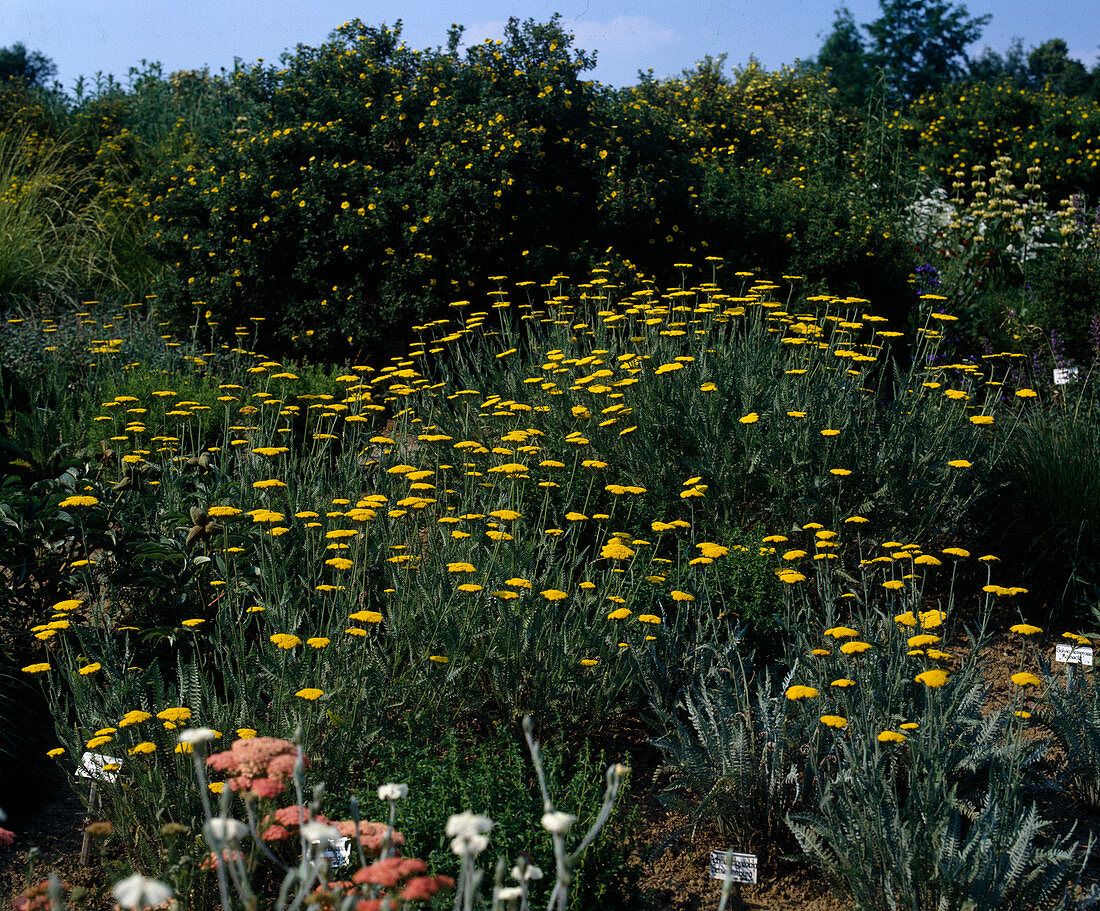 Achillea filipendulina