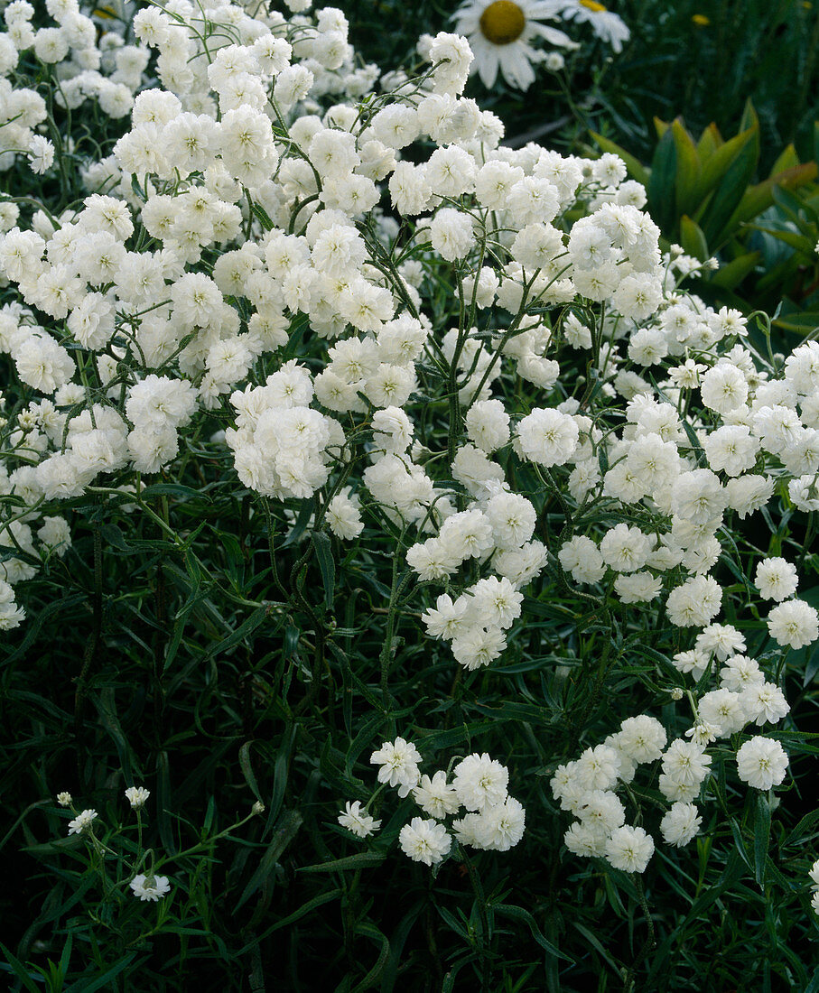 Achillea ptarmica 'The Pearl'