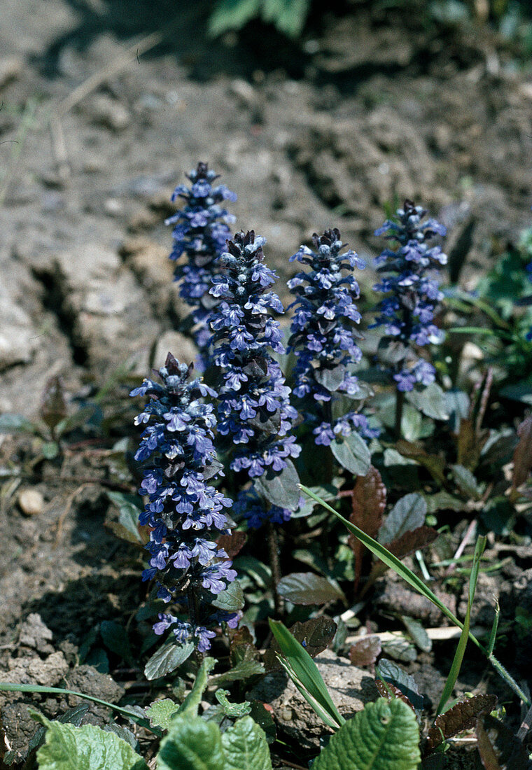 Ajuga reptans