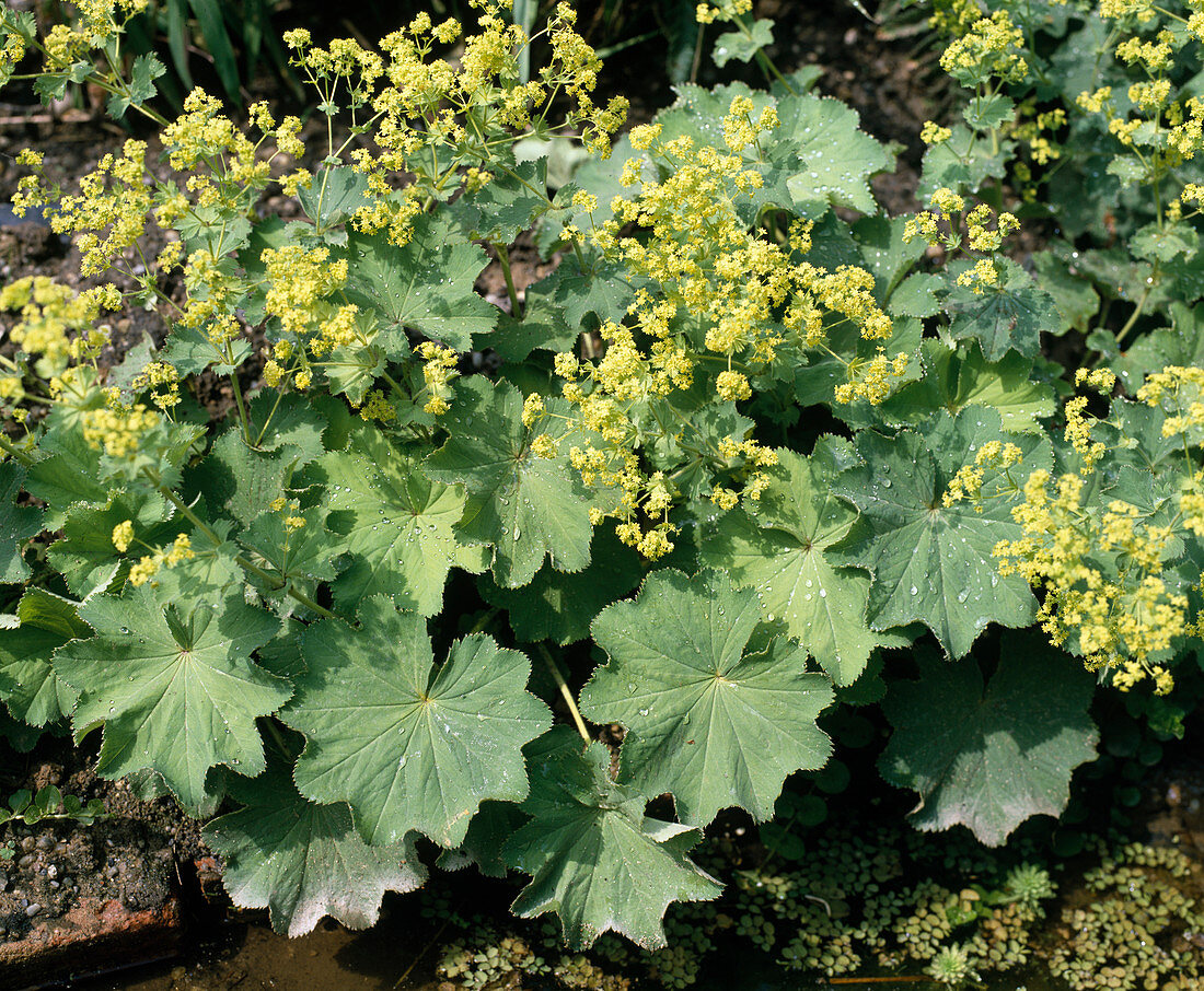 Alchemilla mollis