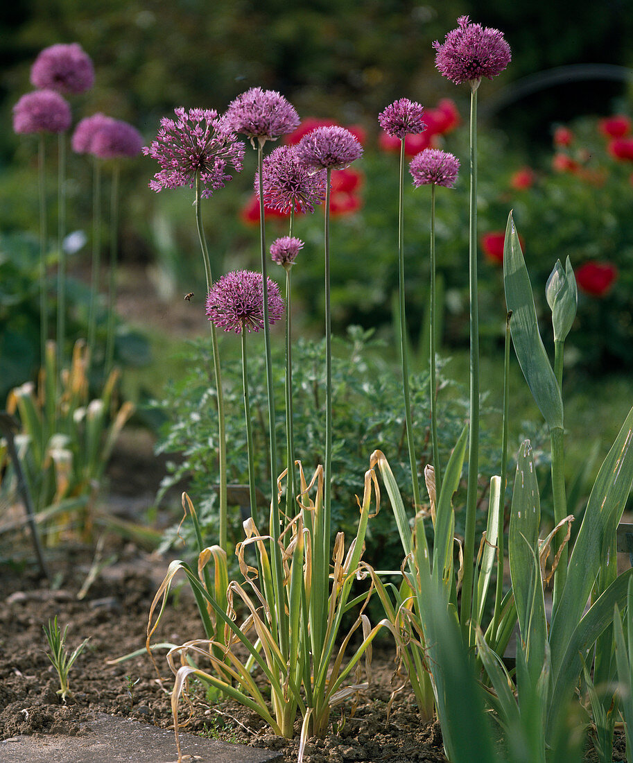 Allium aflatunense 'Purple Sensation'