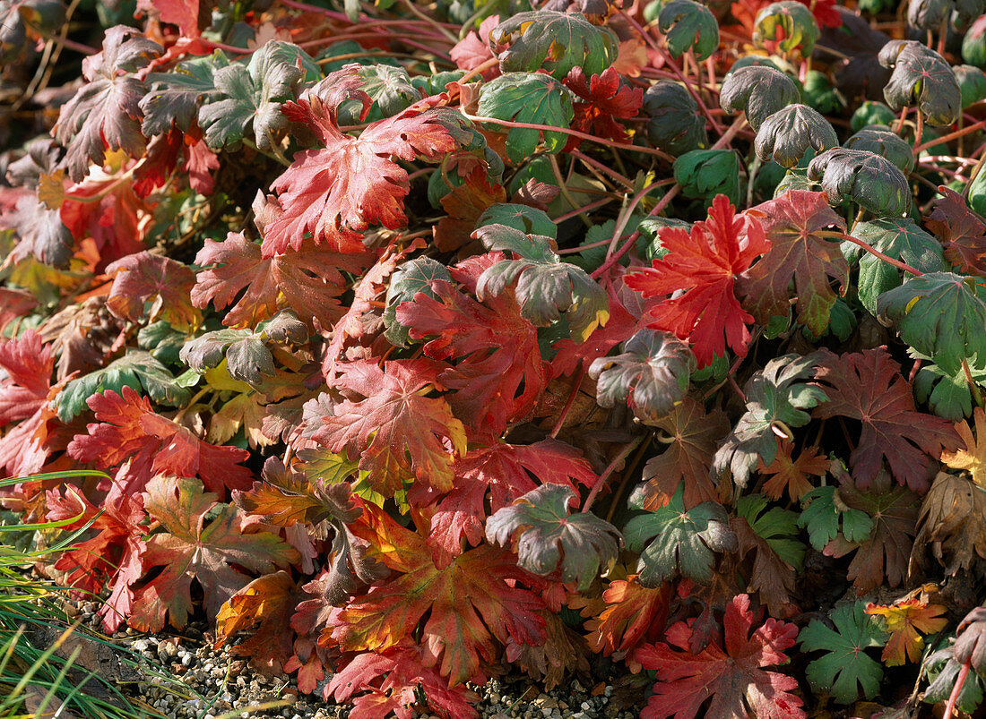 Geranium cantabrigiense (cranesbill) in autumn coloration