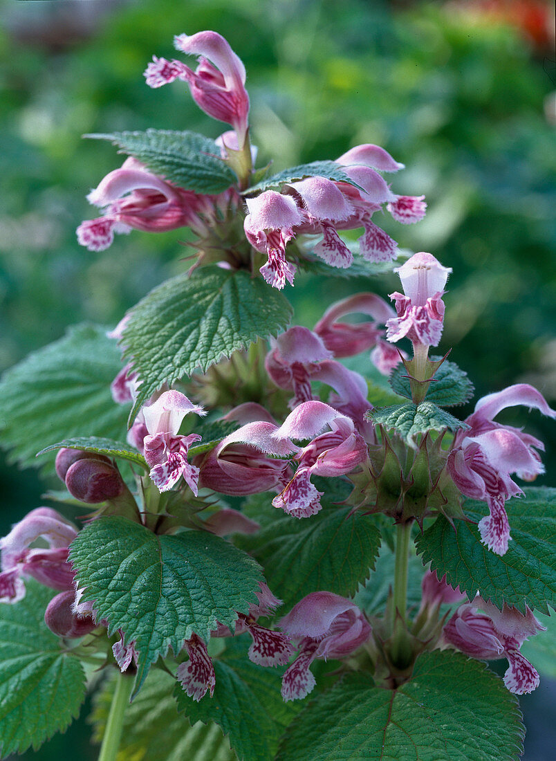 Lamium orvala (Large-flowered Deadnettle)