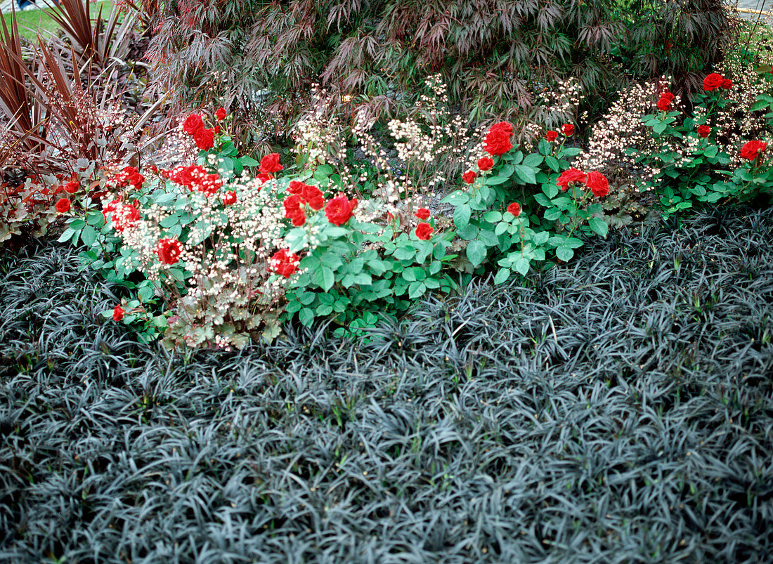 Ophiopogon japonicus 'Silver' (snake's beard), Rosa (roses)