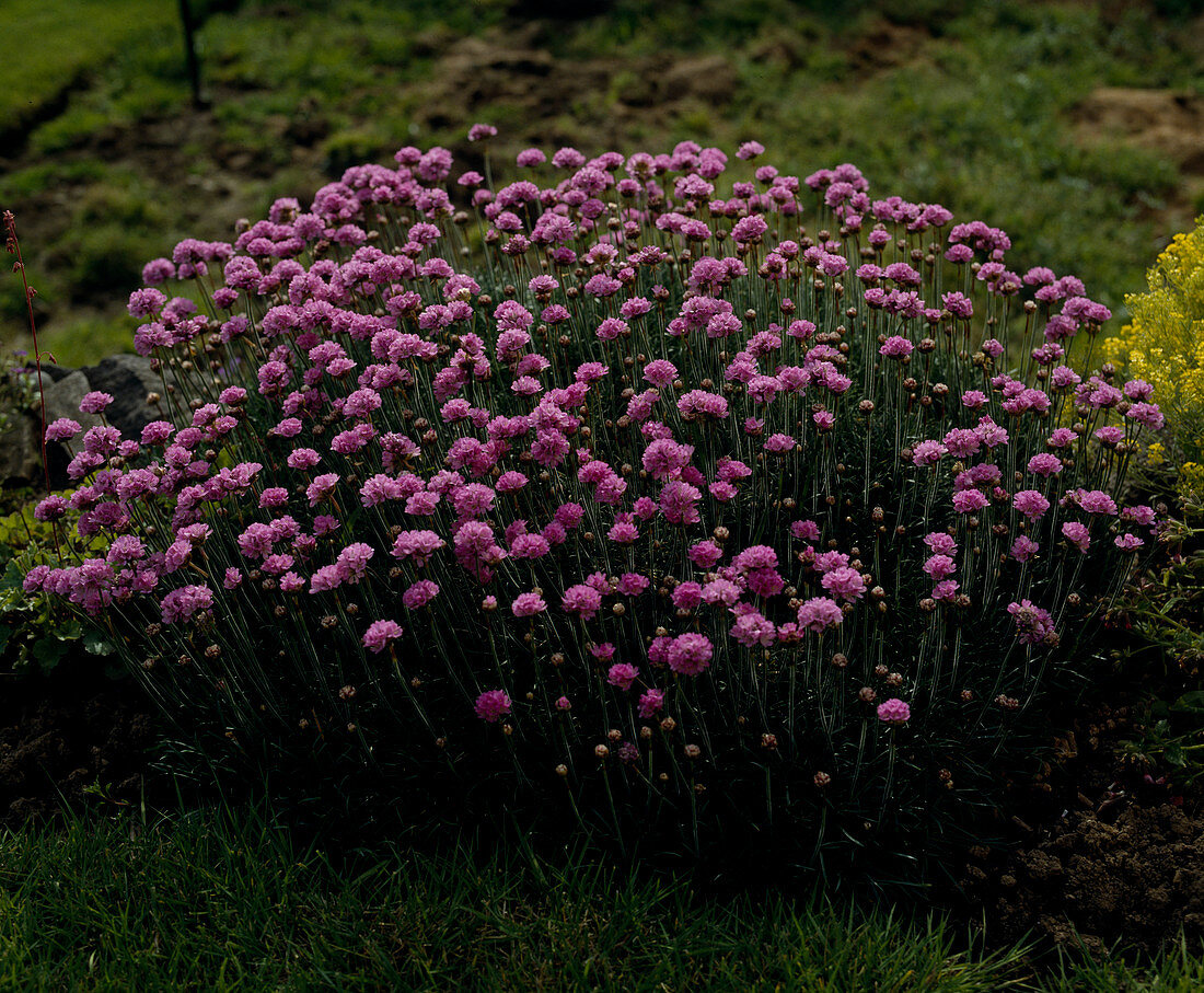 Armeria maritima