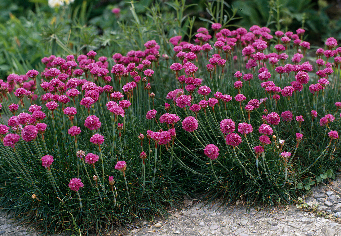 Armeria maritima 'Dusseldorf Pride'