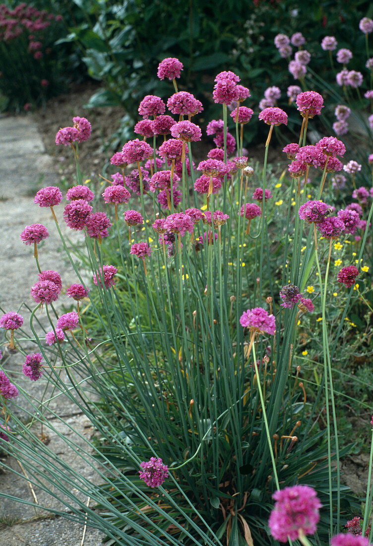 Armeria hybrid