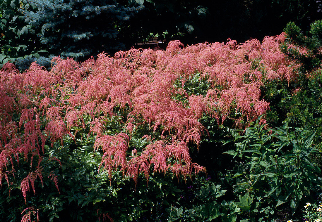 Astilbe thunbergia