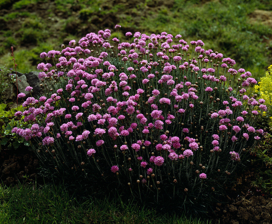 Armeria 'maritima'