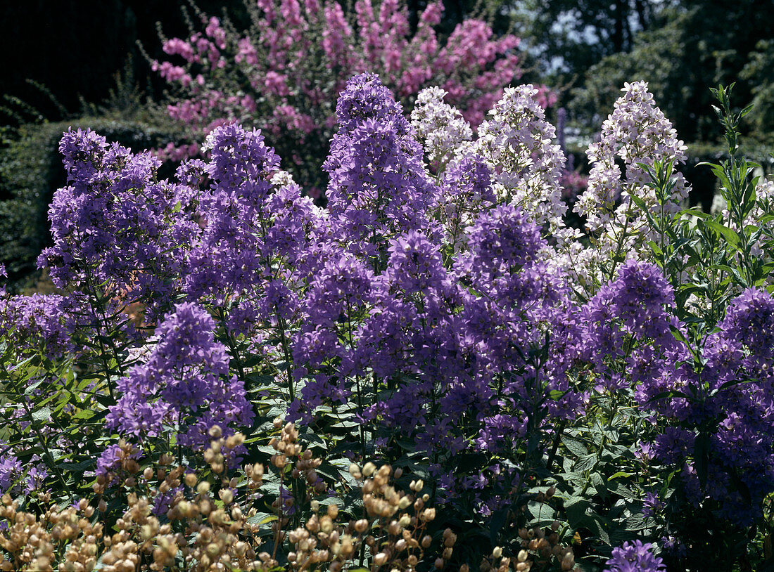 Campanula lactiflora