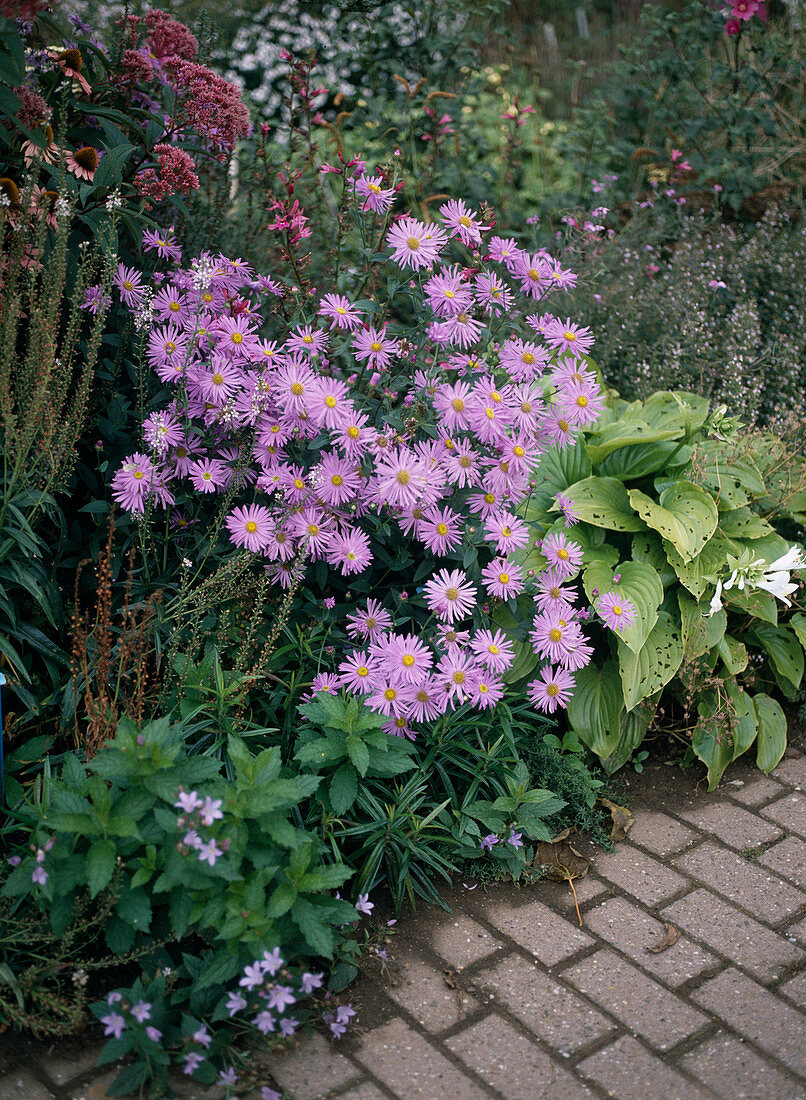 Aster amellus 'Monch'