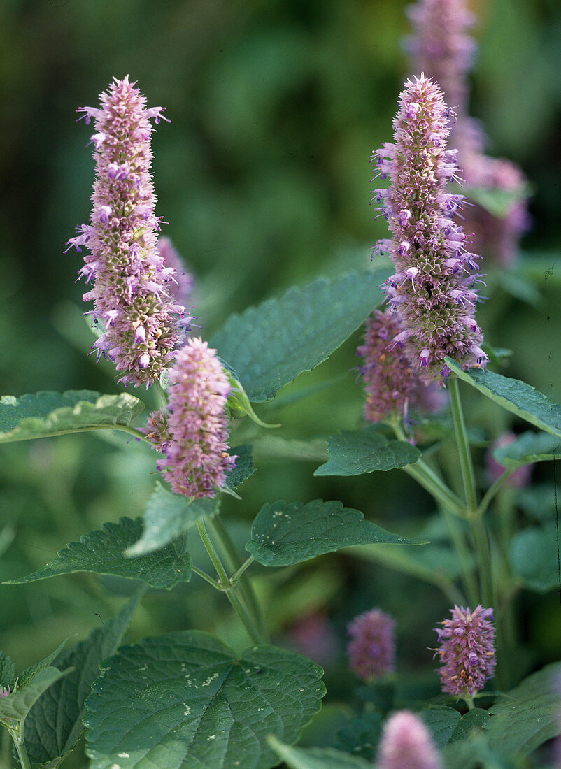 Agastache hybrid