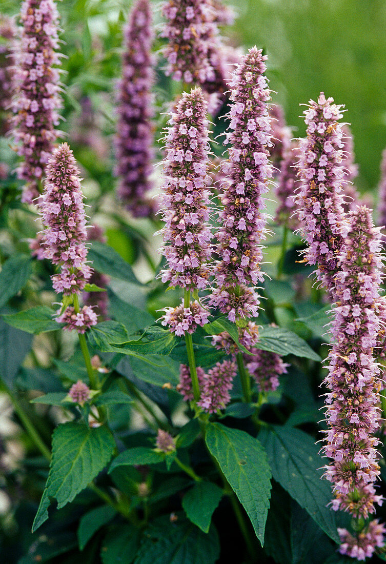 Agastache foeniculum