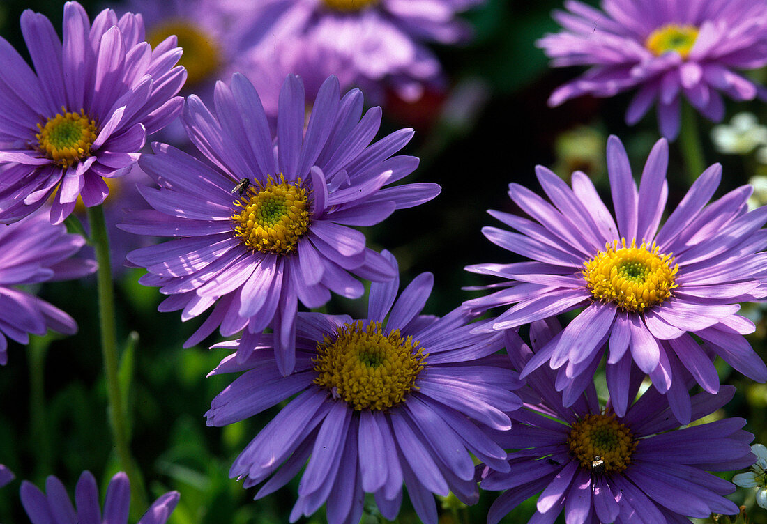 Aster alpinus