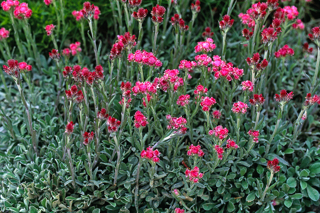 Antennaria dioica