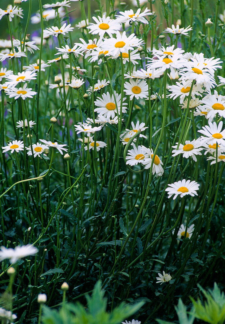 Leucanthemum vulgare (summer daisy)