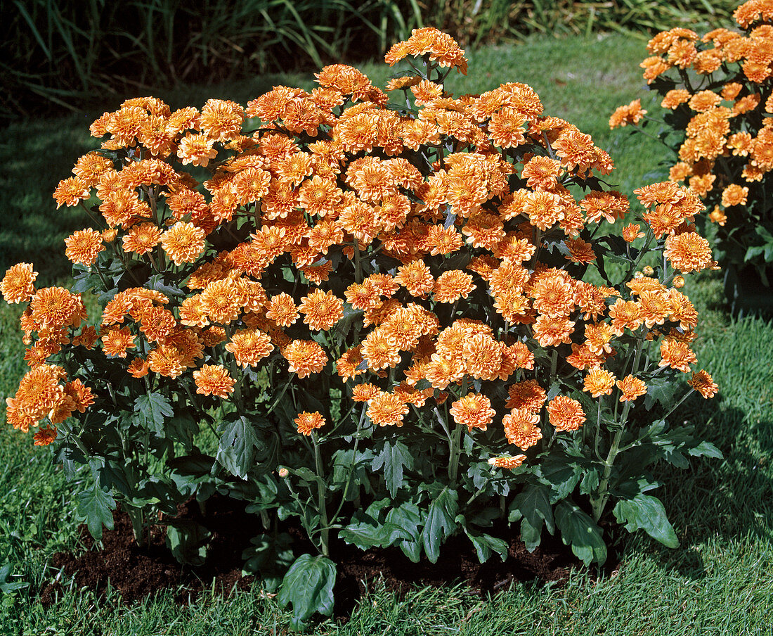 Chrysanthemum indicum