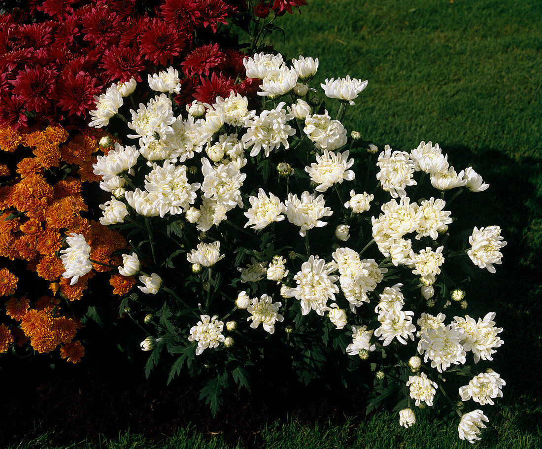 Chrysanthemum indicum