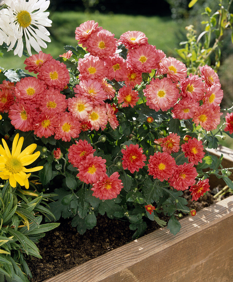 Chrysanthemum indicum (Autumn Chrysanthemum)