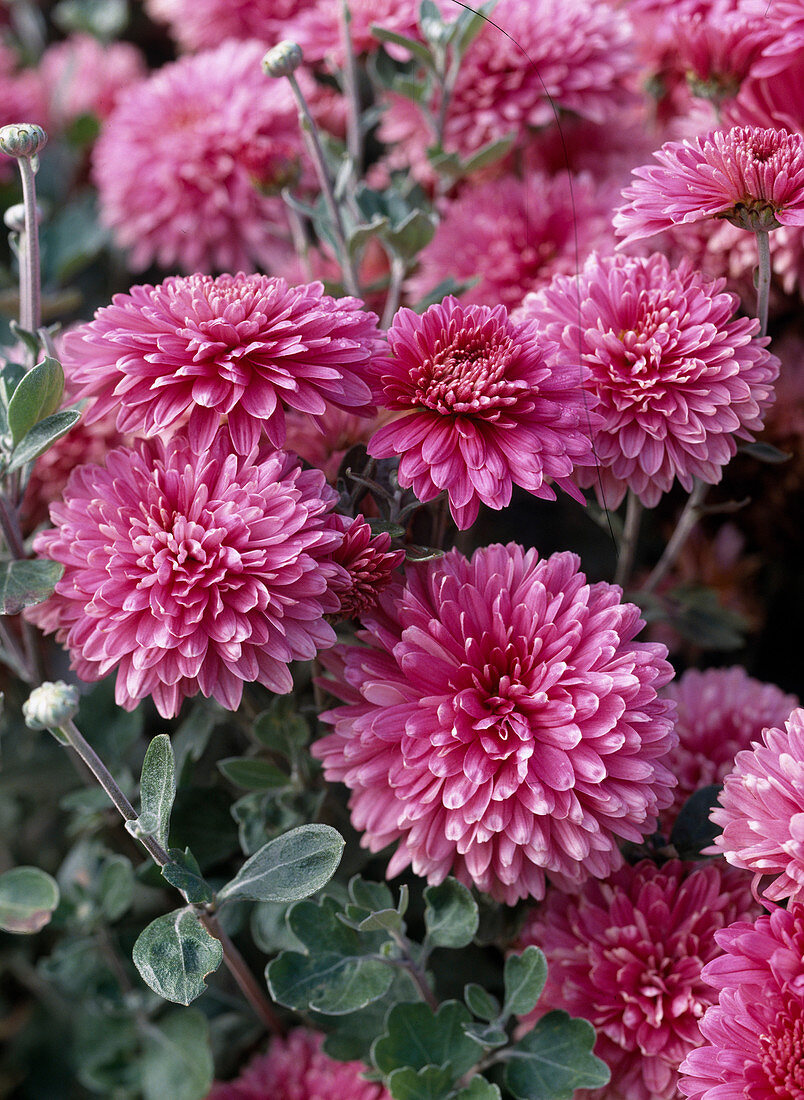 Chrysanthemum x hortorum