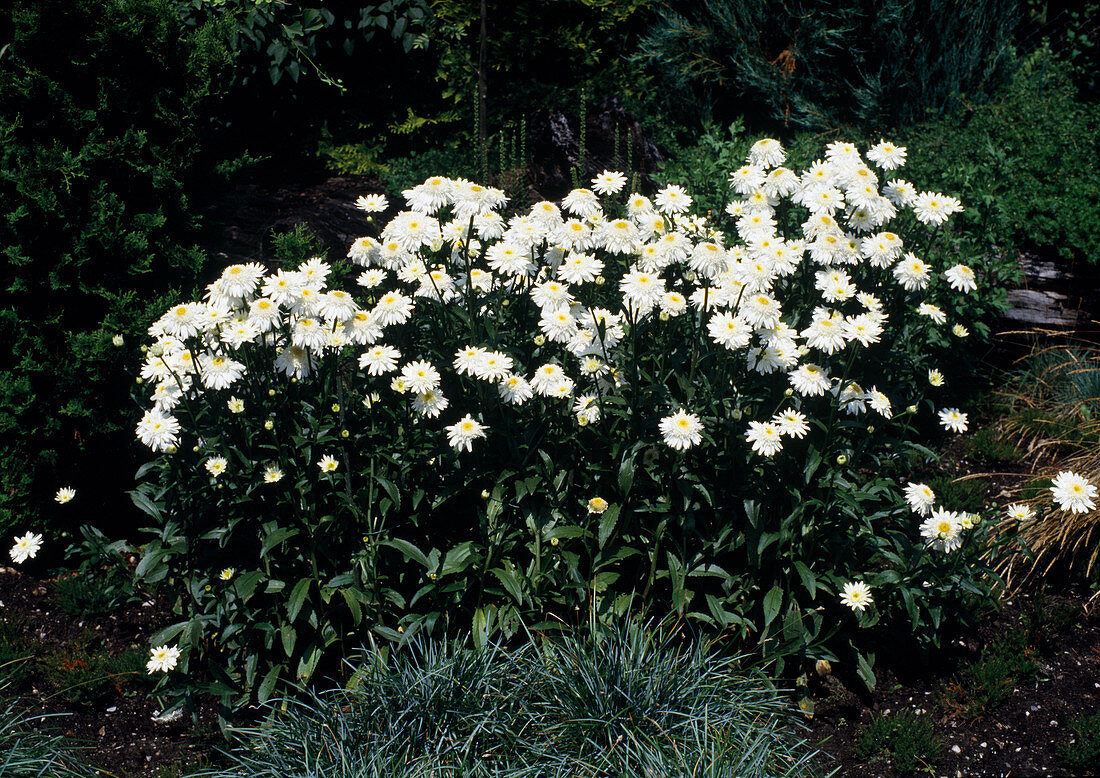 Chrysanthemum 'Wirral Supreme'