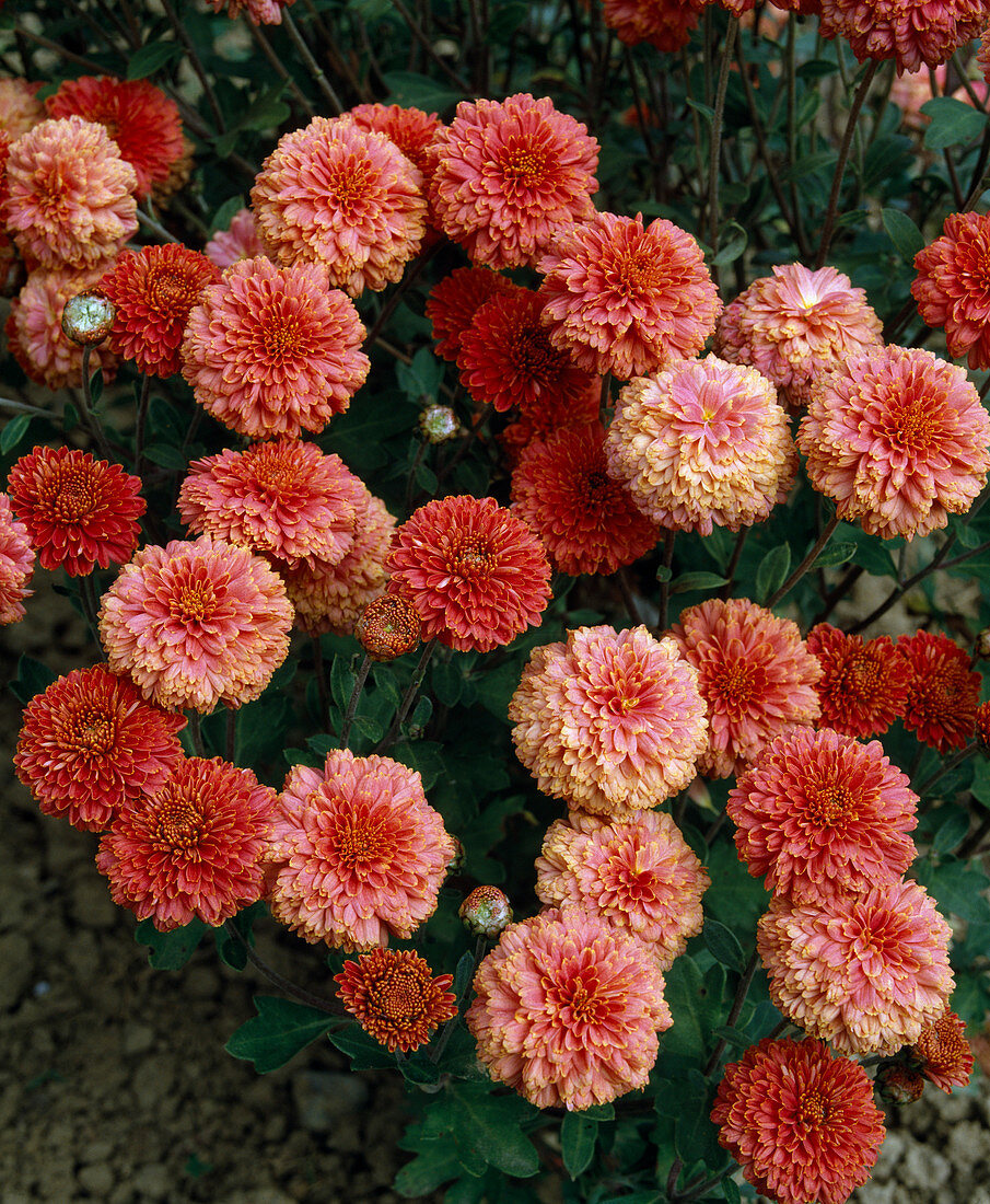 Chrysanthemum x hortorum 'Herbstbrokat'