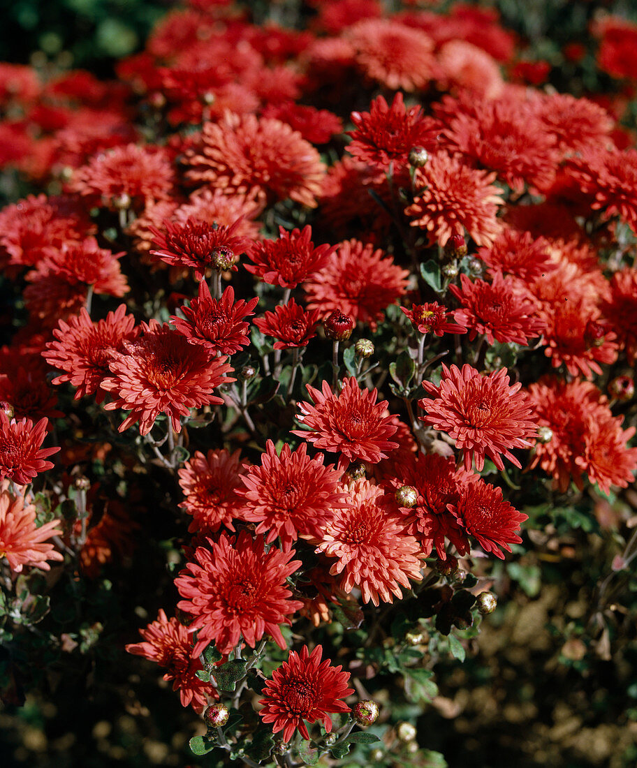 Chrysanthemum x hortorum 'Brennpunkt'