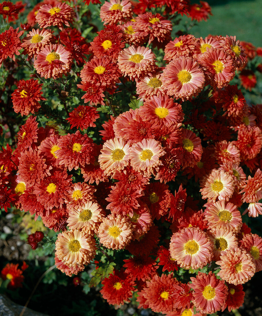 Chrysanthemum x Hortorum