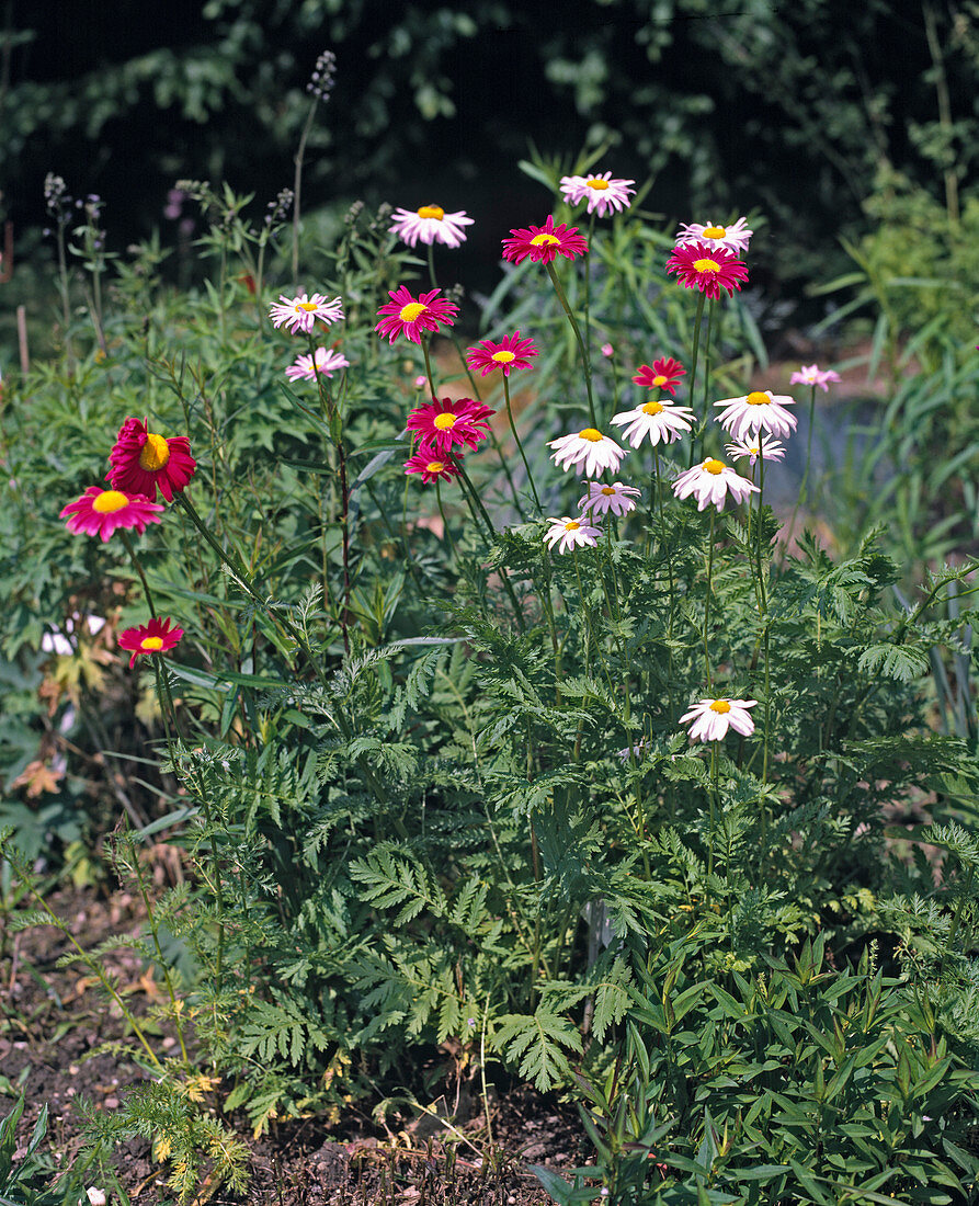 Tanacetum coccineum 'Robinson's Rot' - Robinson's Rosa (Variegated daisies)