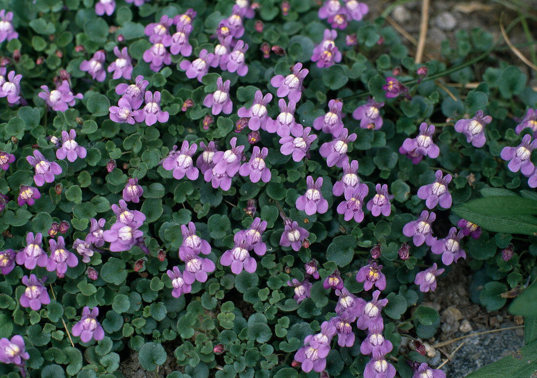 Cymbalaria muralis, syn. Linaria cymbalaria